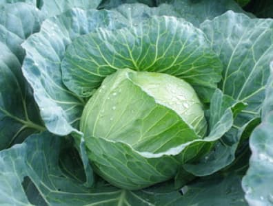 キャベツ