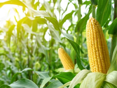 トウモロコシ